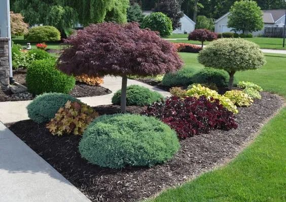 Japanese maple tree with delicate layered canopy