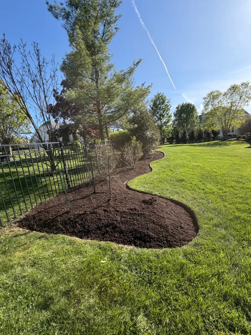 Curved iron-fence bed around two young staked saplings, dressed with fresh dark mulch.