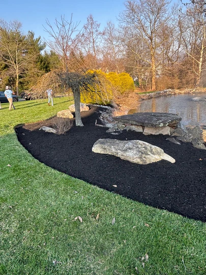 Pond-side bed with stone accents, a Japanese maple, and fresh black mulch for a manicured shoreline finish.