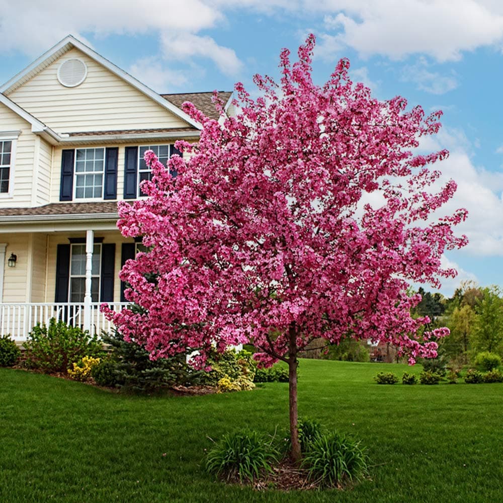 Cherry tree with blossoms — stone fruit trees like cherries require specialized pruning timing