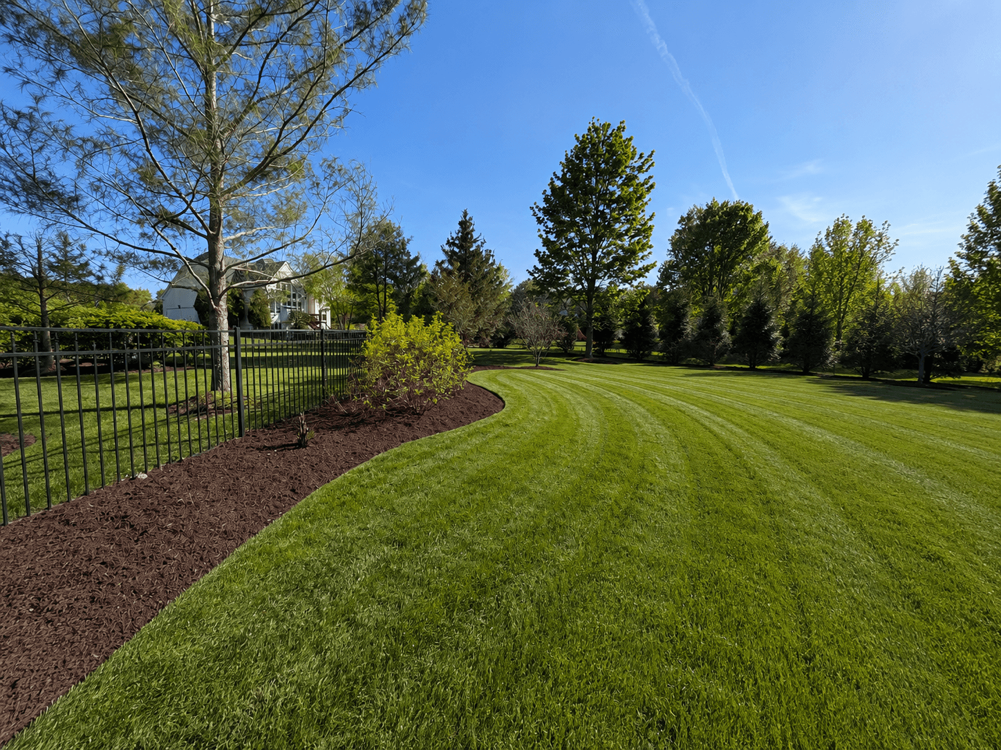 Thick, healthy lawn after core aeration and overseeding